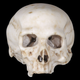 Illustration for article titled Worlds Oldest Anatomical Model Skull May Be Leonardo Da Vincis Work